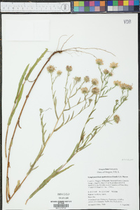 Symphyotrichum spathulatum image