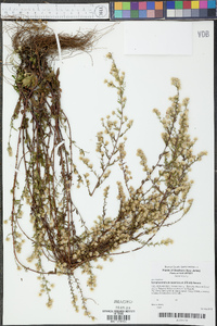 Symphyotrichum racemosum image