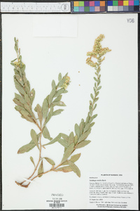 Solidago mollis image