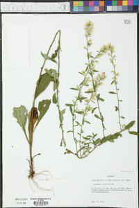 Solidago erecta image