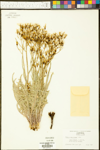 Crepis acuminata image