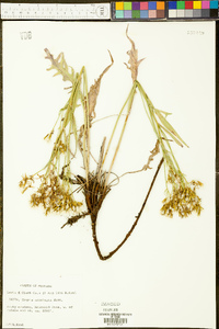 Crepis acuminata image