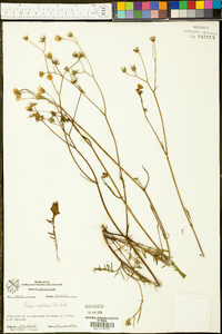 Crepis capillaris image