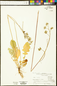 Youngia japonica image