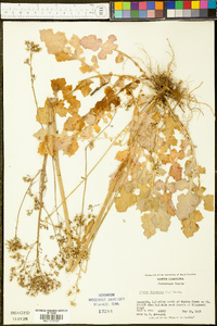 Youngia japonica image