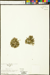 Crepis nana image
