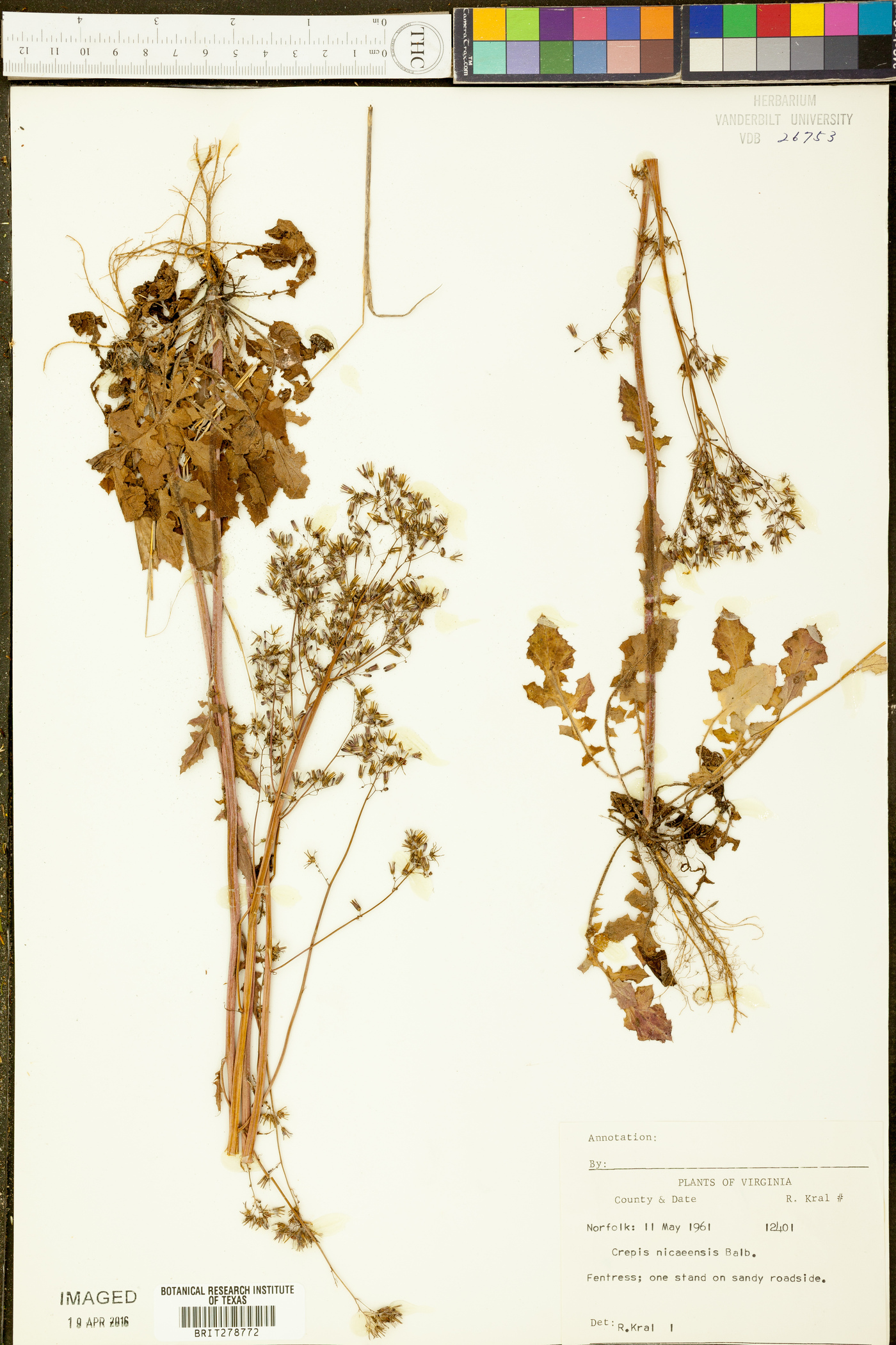 Crepis nicaeensis image