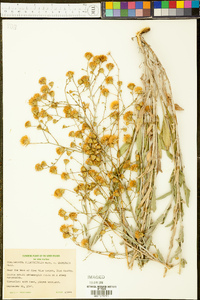 Corethrogyne filaginifolia var. glomerata image