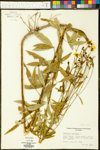 Coreopsis tripteris image