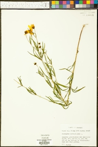 Coreopsis verticillata image