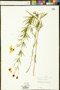 Coreopsis verticillata image