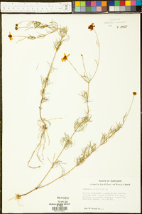 Coreopsis verticillata image