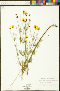 Coreopsis verticillata image