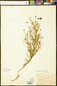 Coreopsis verticillata image