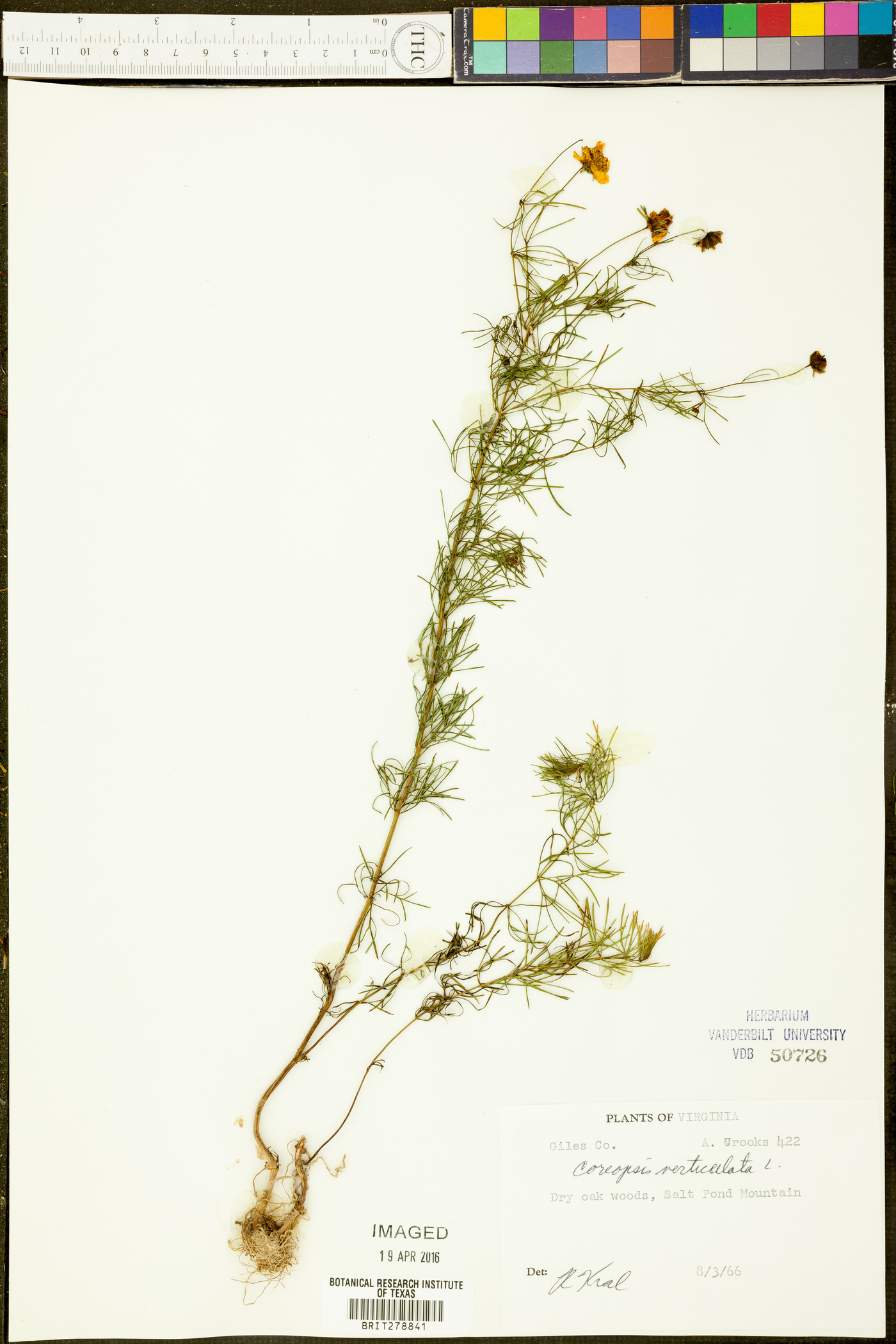 Cosmos crithmifolius image