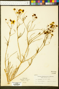 Coreopsis tinctoria image