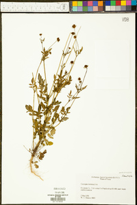 Coreopsis tinctoria image