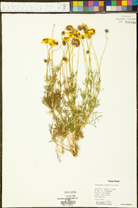 Coreopsis tinctoria image