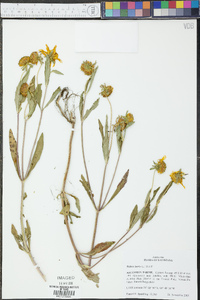 Bidens laevis image