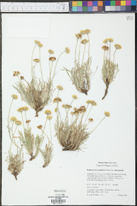 Erigeron chrysopsidis image