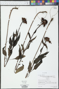 Echinacea purpurea image