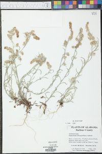Gamochaeta calviceps image