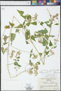 Fleischmannia incarnata image