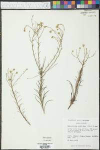 Heterotheca pinifolia image