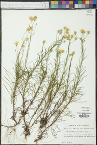 Heterotheca pinifolia image