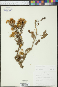 Heterotheca latifolia image