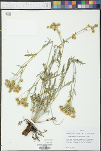 Hymenopappus scabiosaeus image