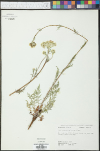 Hymenopappus scabiosaeus image