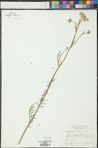 Hymenopappus scabiosaeus image