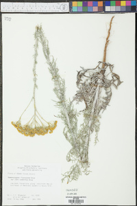 Hymenopappus flavescens var. cano-tomentosus image
