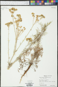 Hymenopappus flavescens image