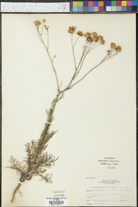Hymenopappus corymbosus image