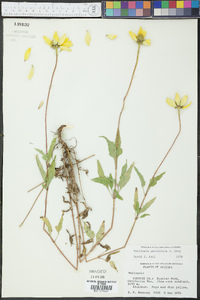 Heliopsis parvifolia image