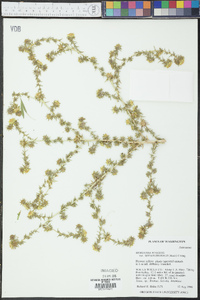 Hemizonia pungens subsp. septentrionalis image