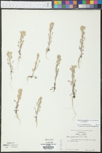Hesperevax sparsiflora var. sparsiflora image