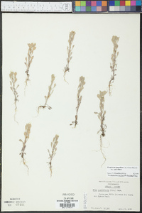 Hesperevax sparsiflora image