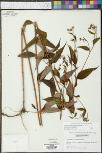 Helianthus microcephalus image