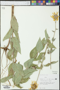 Helianthus mollis image