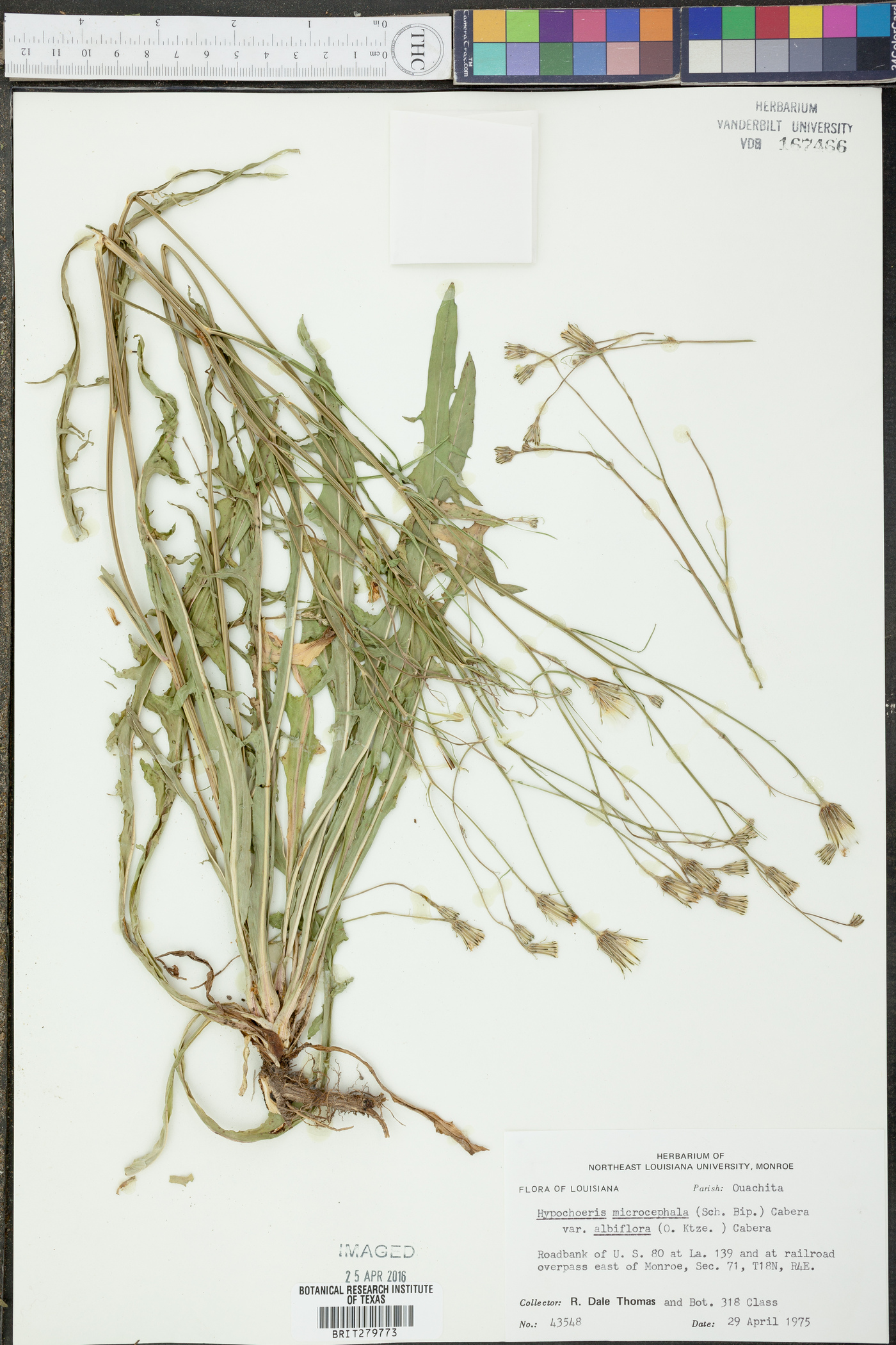 Hypochaeris microcephala image
