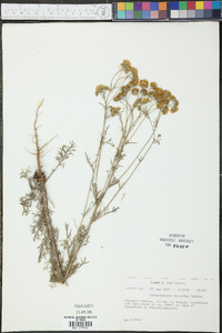 Hymenopappus flavescens var. canotomentosus image