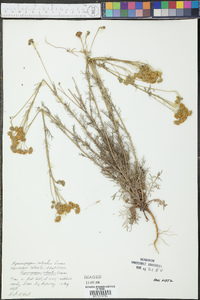Hymenopappus flavescens var. canotomentosus image