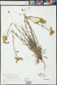 Hymenopappus flavescens image