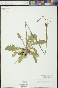 Hypochaeris radicata image