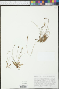 Hypochaeris radicata image