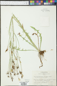 Hypochaeris microcephala var. albiflora image