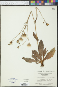 Hypochaeris tweediei image